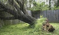 Prosper Storm Damage Tree Removal, Frisco, Storm Damage Tree Removal, McKinney Storm Damage Tree Removal