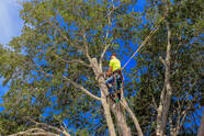 Prosper Tree Trimming Service